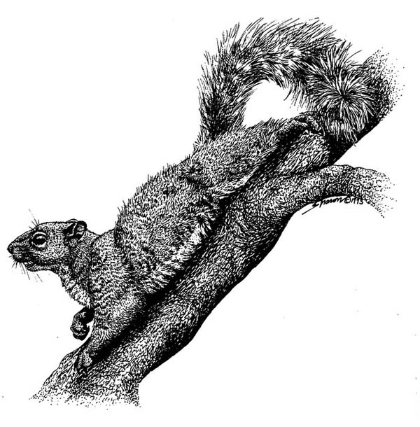 Squirrel laying on a branch, drawing
